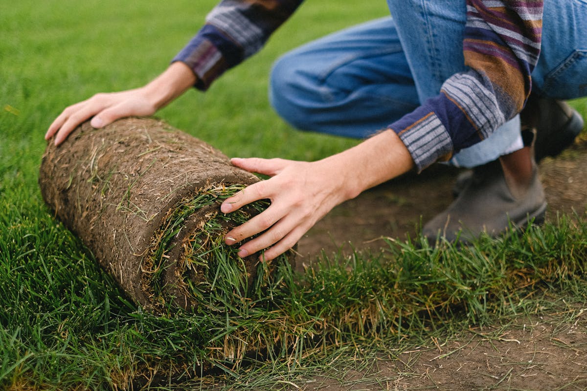 Sod rolls being laid on a prepared New Orleans lawn