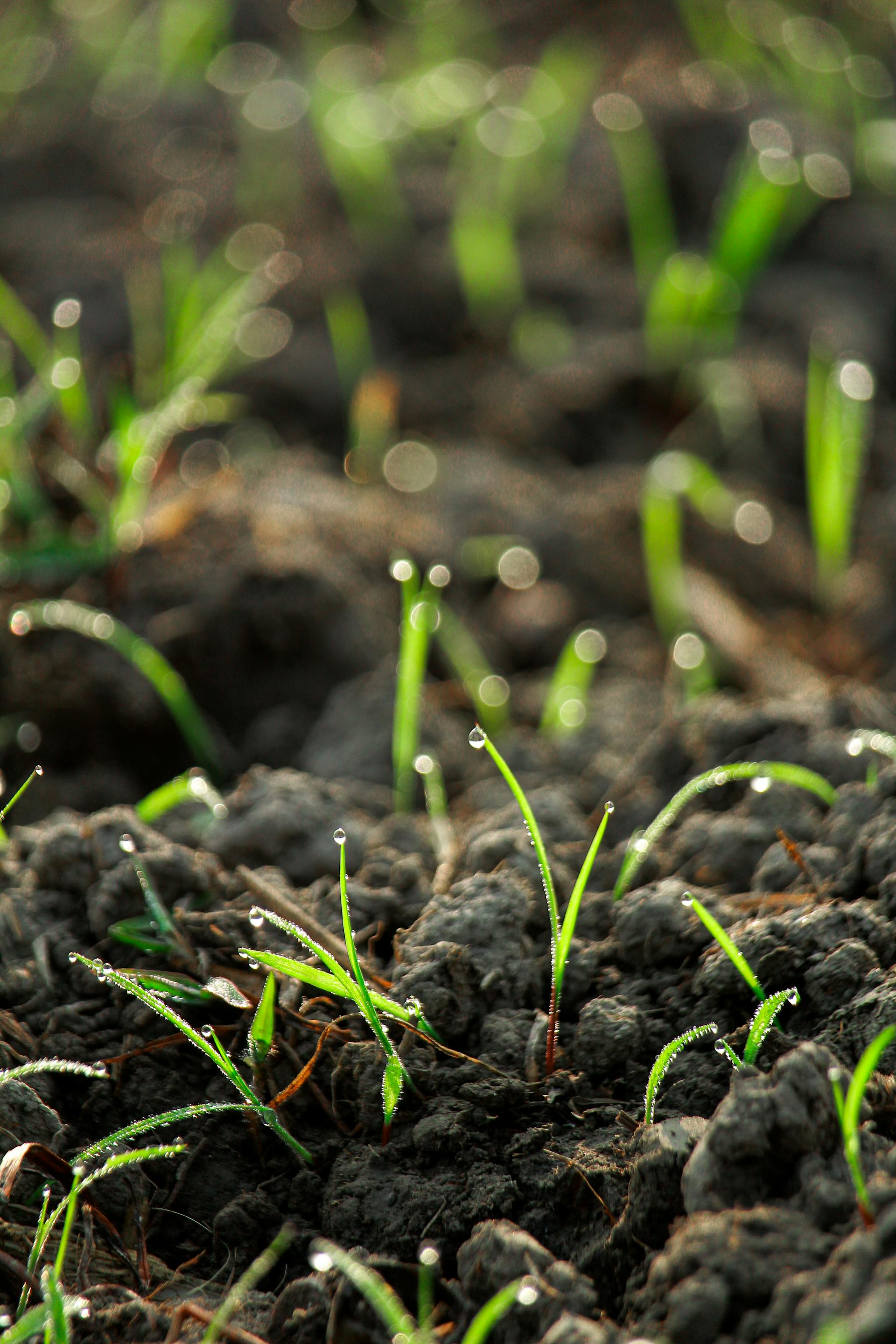 New grass blades emerging from soil after sod installation, showing early root establishment