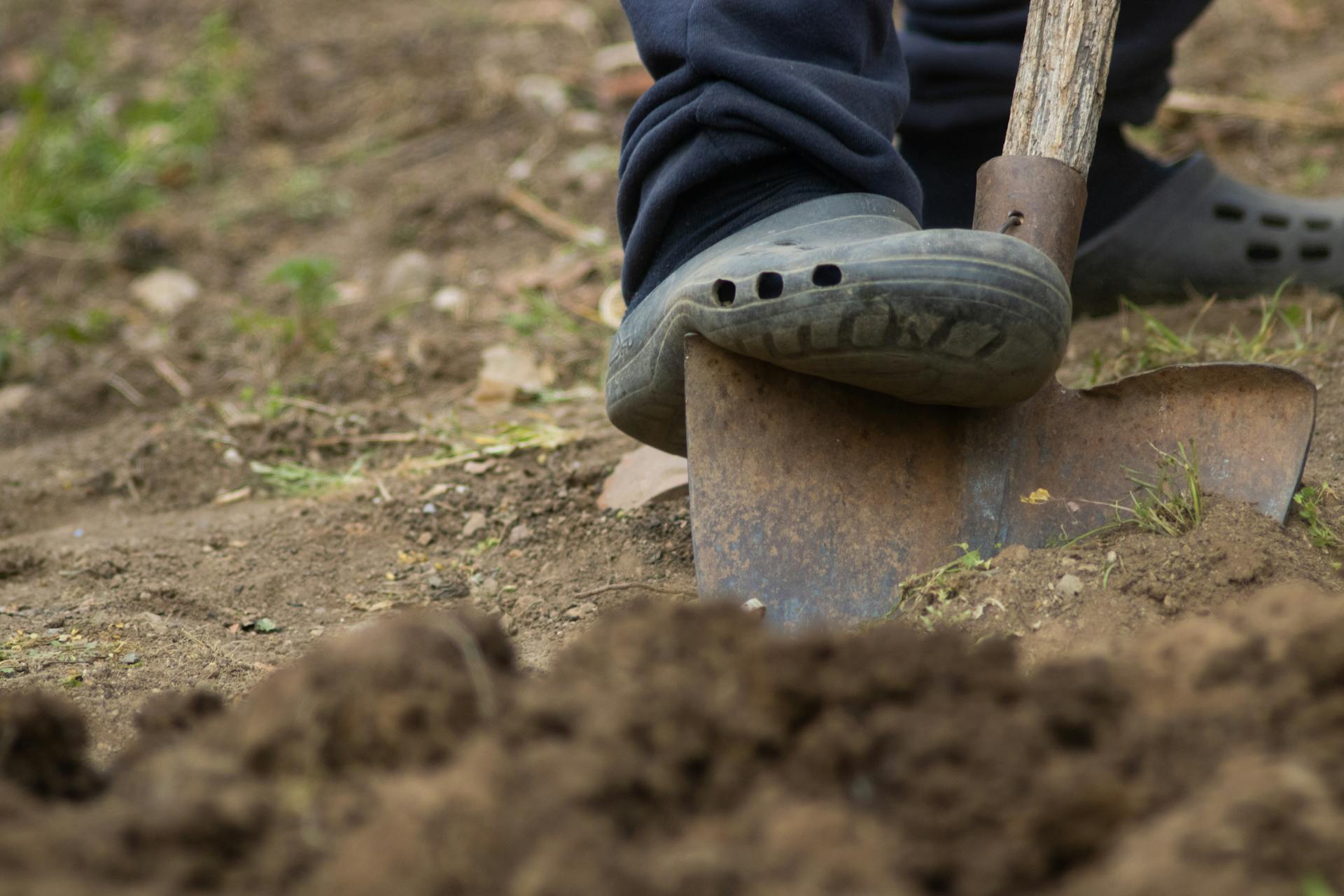 Homeowner digging and loosening soil in a residential backyard to prepare the ground for new sod