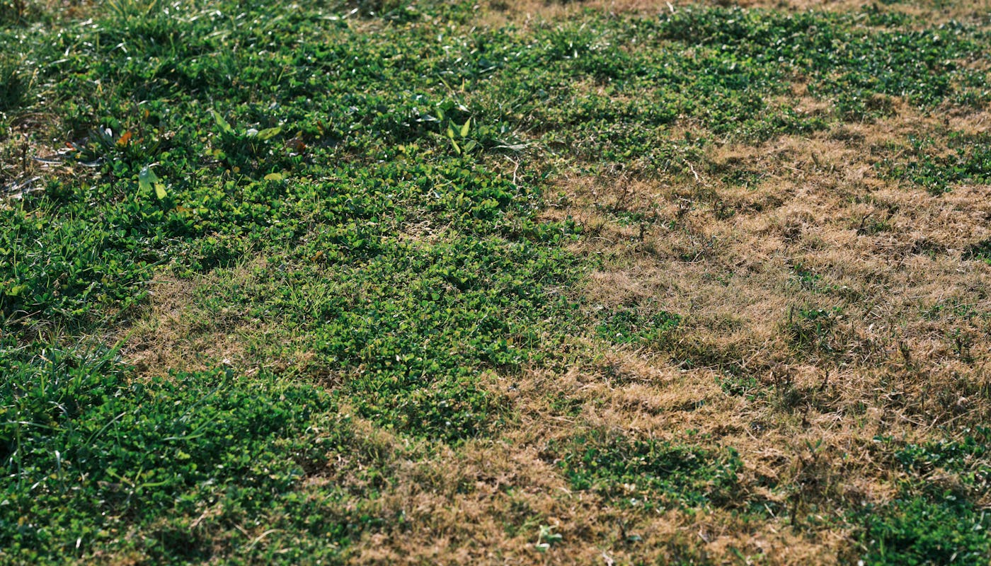 Vibrant mix of green and brown grass in outdoor meadow showing natural disease variation