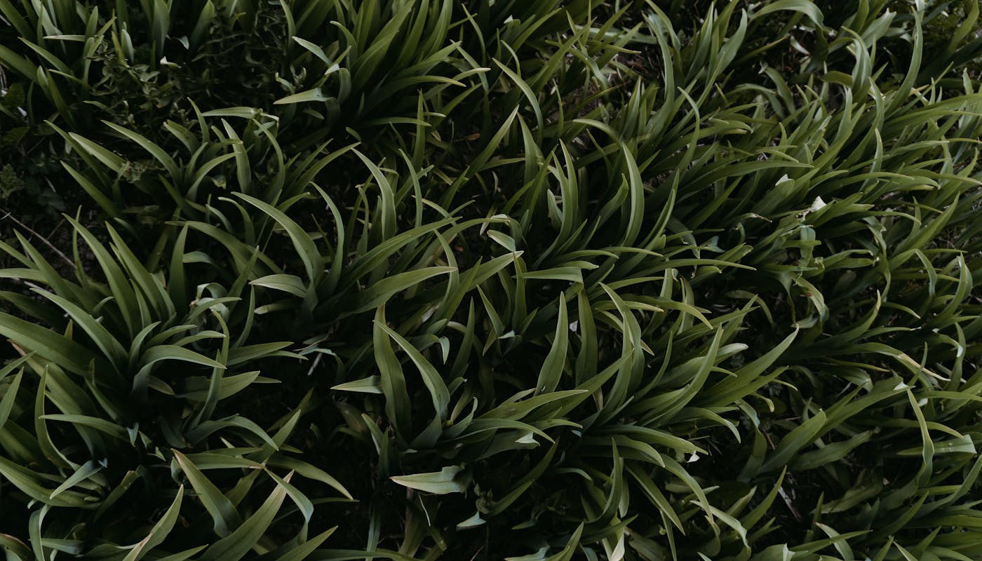 Close-up view of dense vibrant green grass in natural garden setting showing fresh healthy vegetation