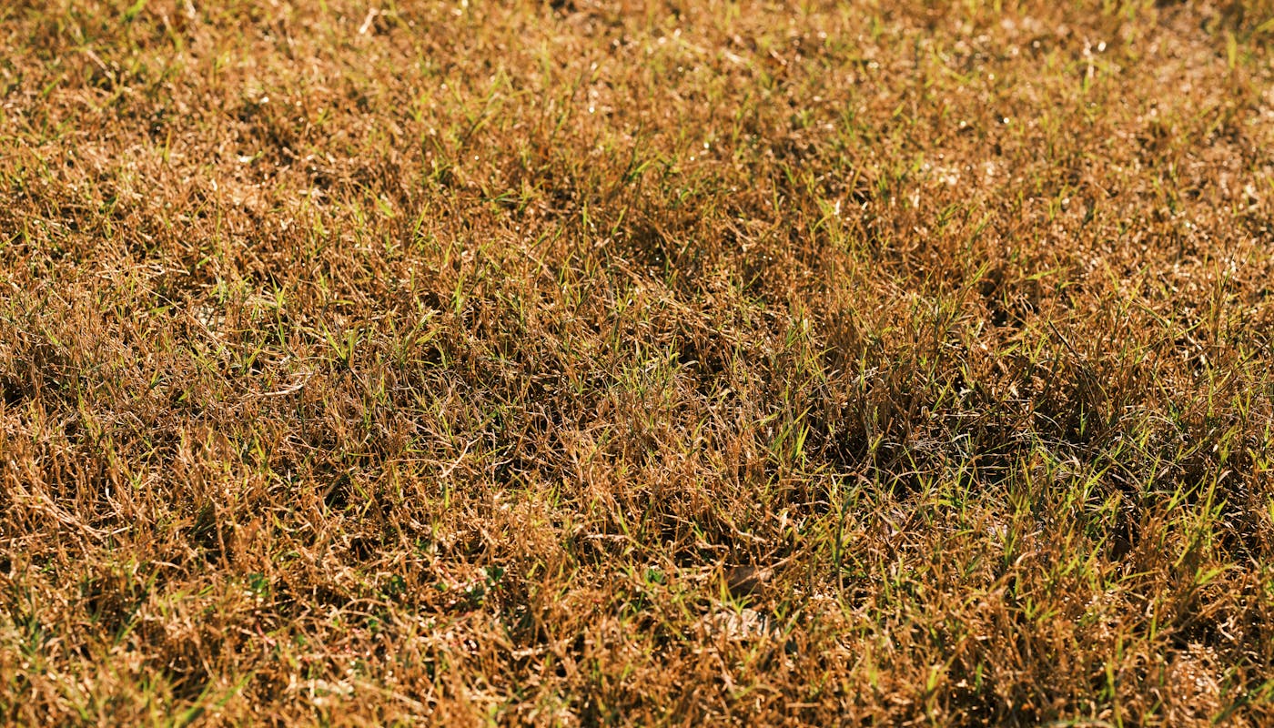 Close-up of brown and green dormant grass in early winter dry lawn