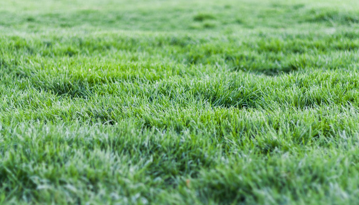 Lush established green grass lawn showing healthy rooted dense turf after installation