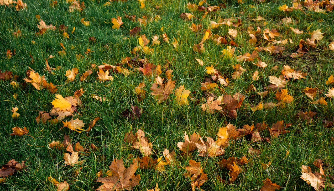 Fallen autumn maple leaves scattered across green grass field in fall outdoor setting