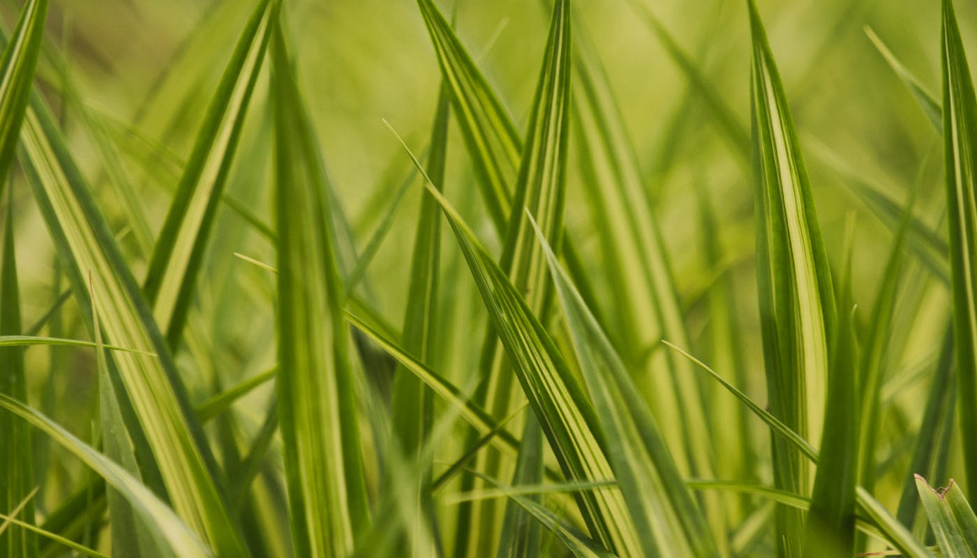 Detailed close-up of fine lush green grass blades capturing natural zoysia texture