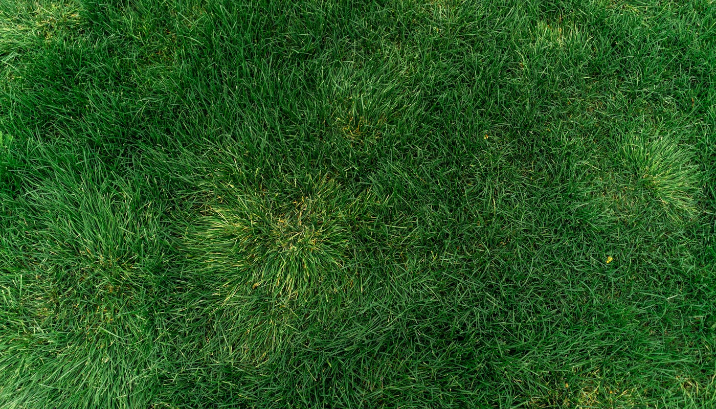 Vibrant healthy green lawn with lush dense grass after aeration treatment