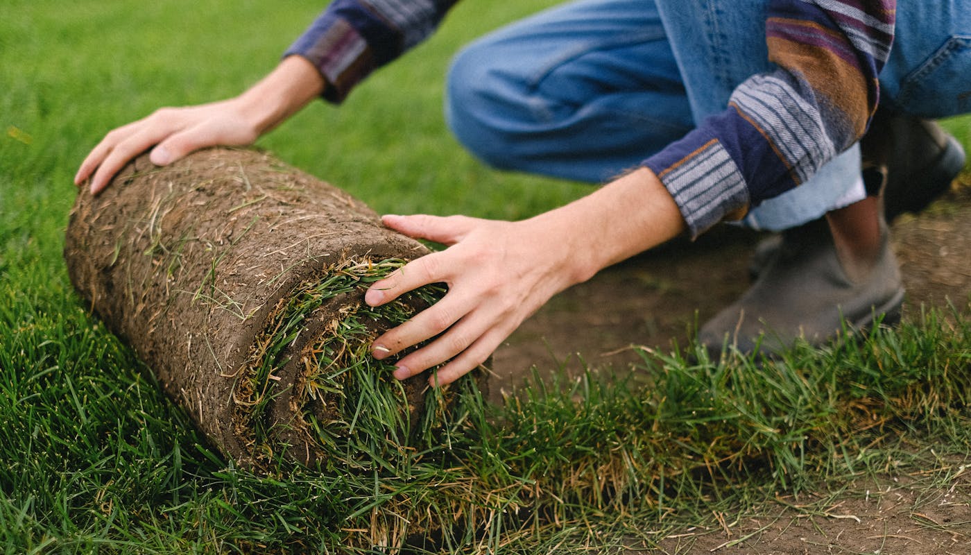 Male farmer laying grass turf roll on prepared ground during sod installation