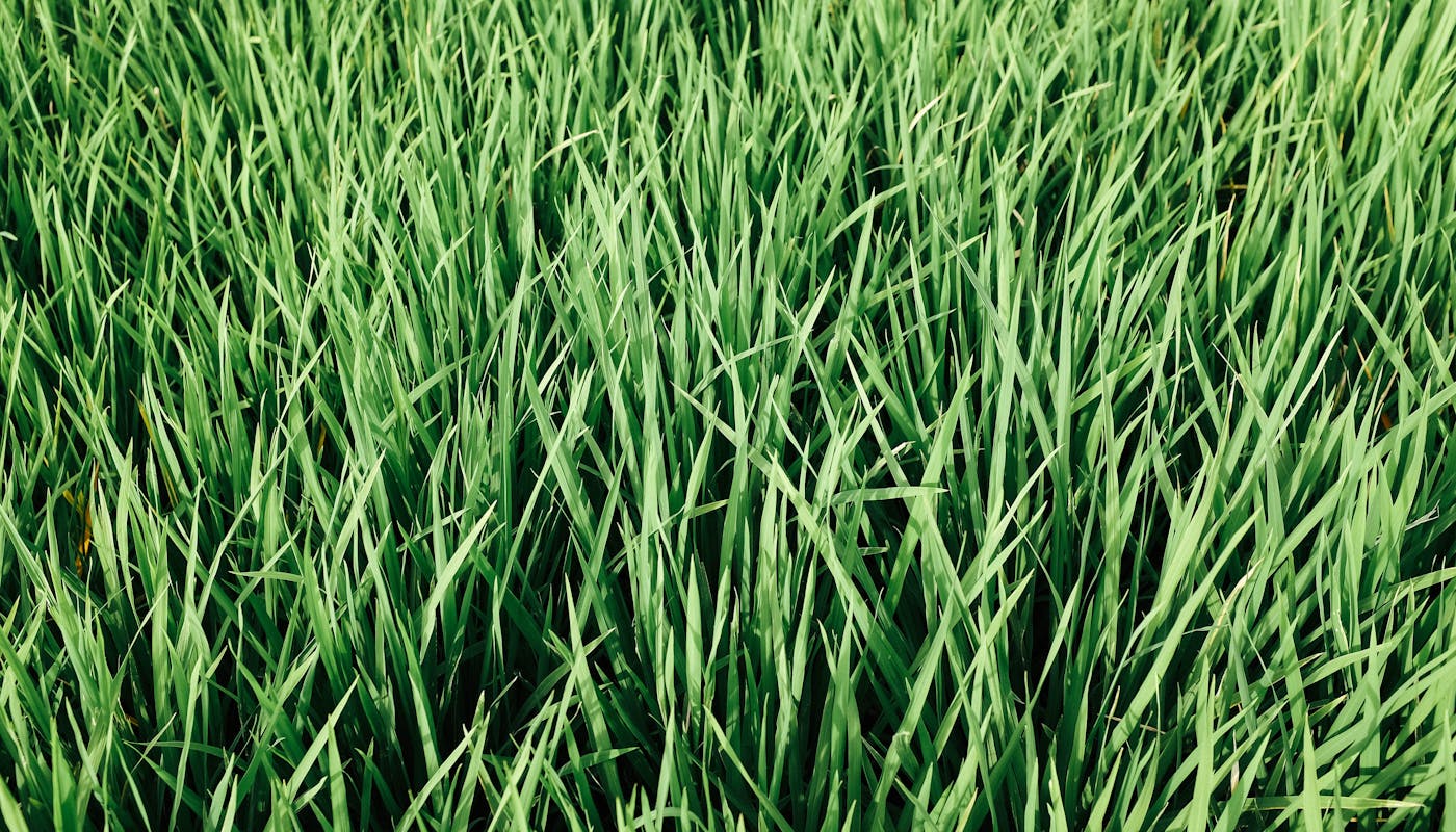Vibrant dense green grass blades forming a lush meadow in full sun conditions