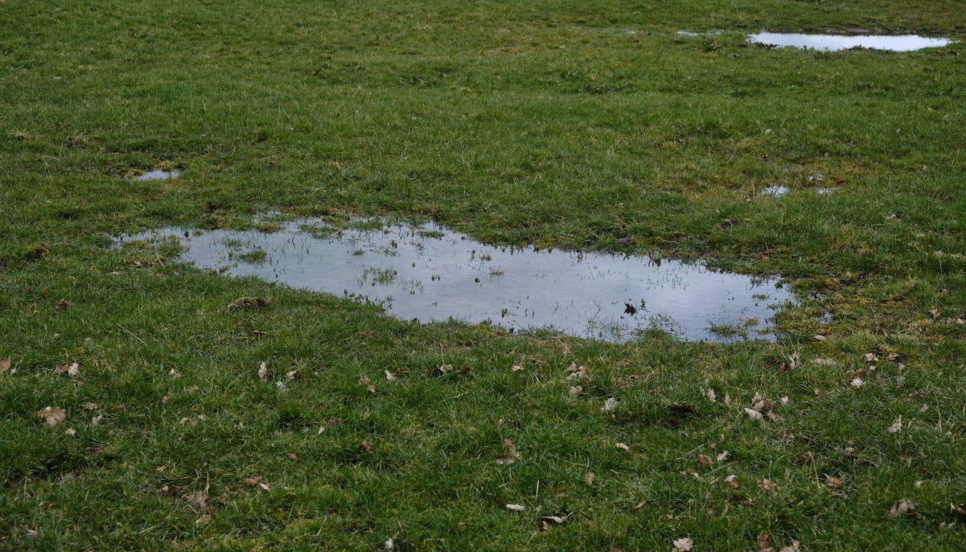 Lush grassland with rain puddles standing water showing overwatered soggy lawn