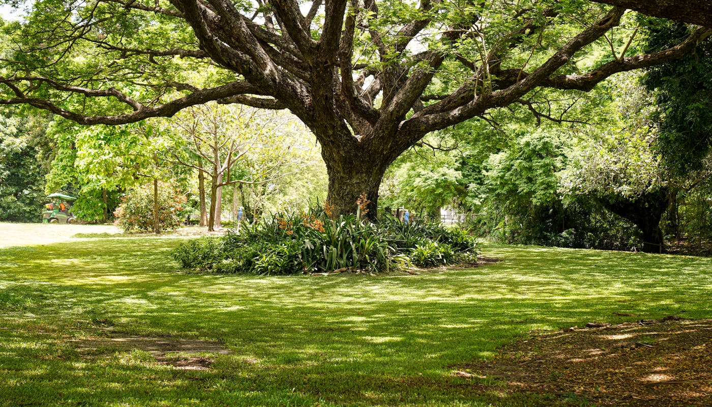 Sprawling oak tree providing shade in tranquil park setting with thinning grass beneath