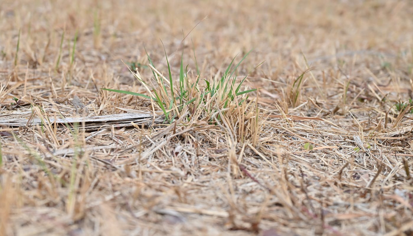 Dry sparse grass with green sprouts showing underwatering drought stress signs