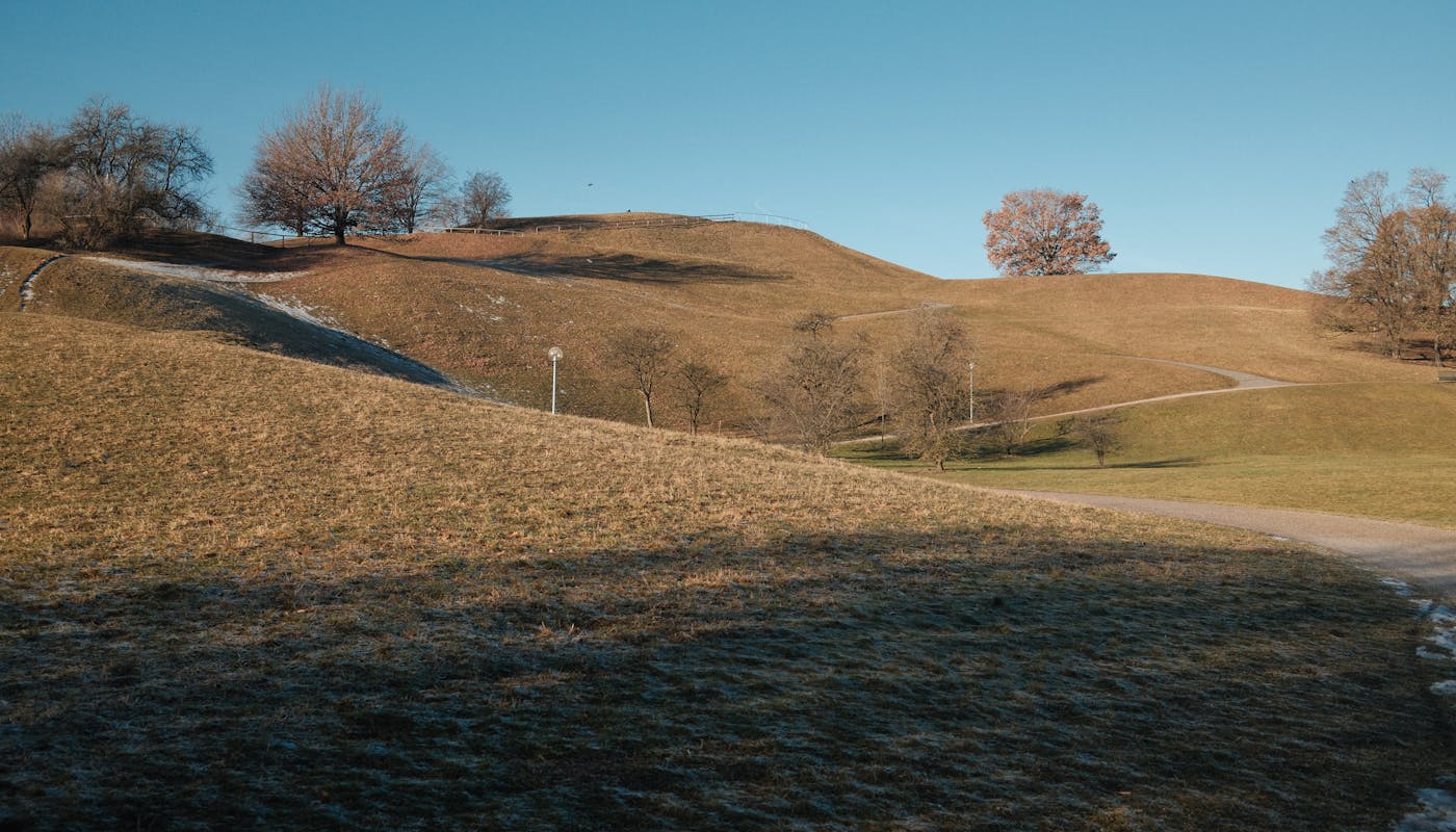 Dormant brown winter lawn with bare trees showing grass dormancy during cold season in landscaped yard