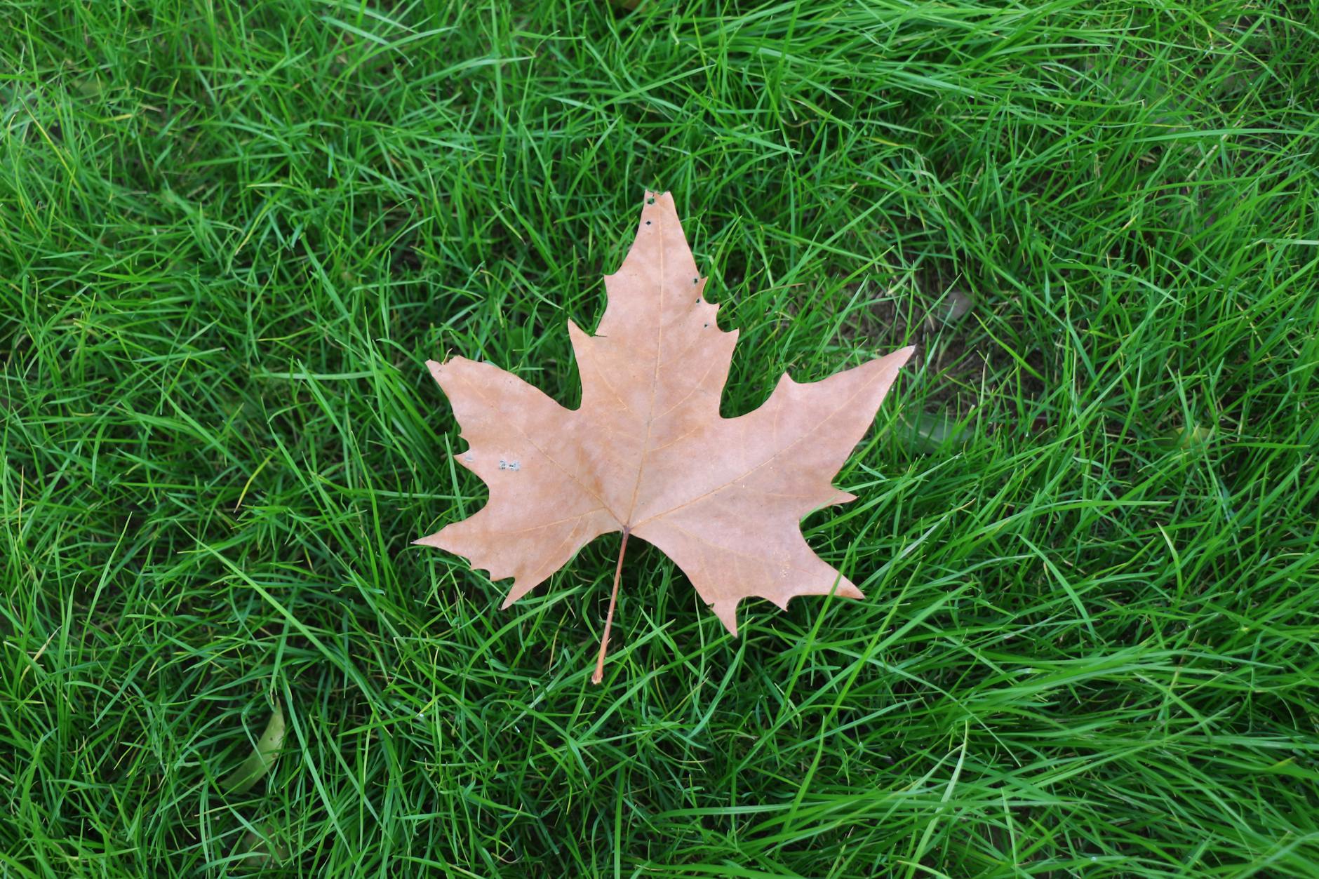 Core aeration of a warm-season grass lawn in preparation for cooler months