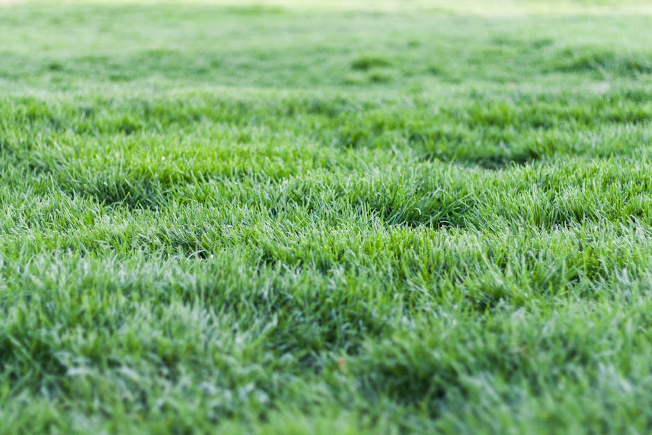 Different grass varieties showcasing options for a Southern climate lawn