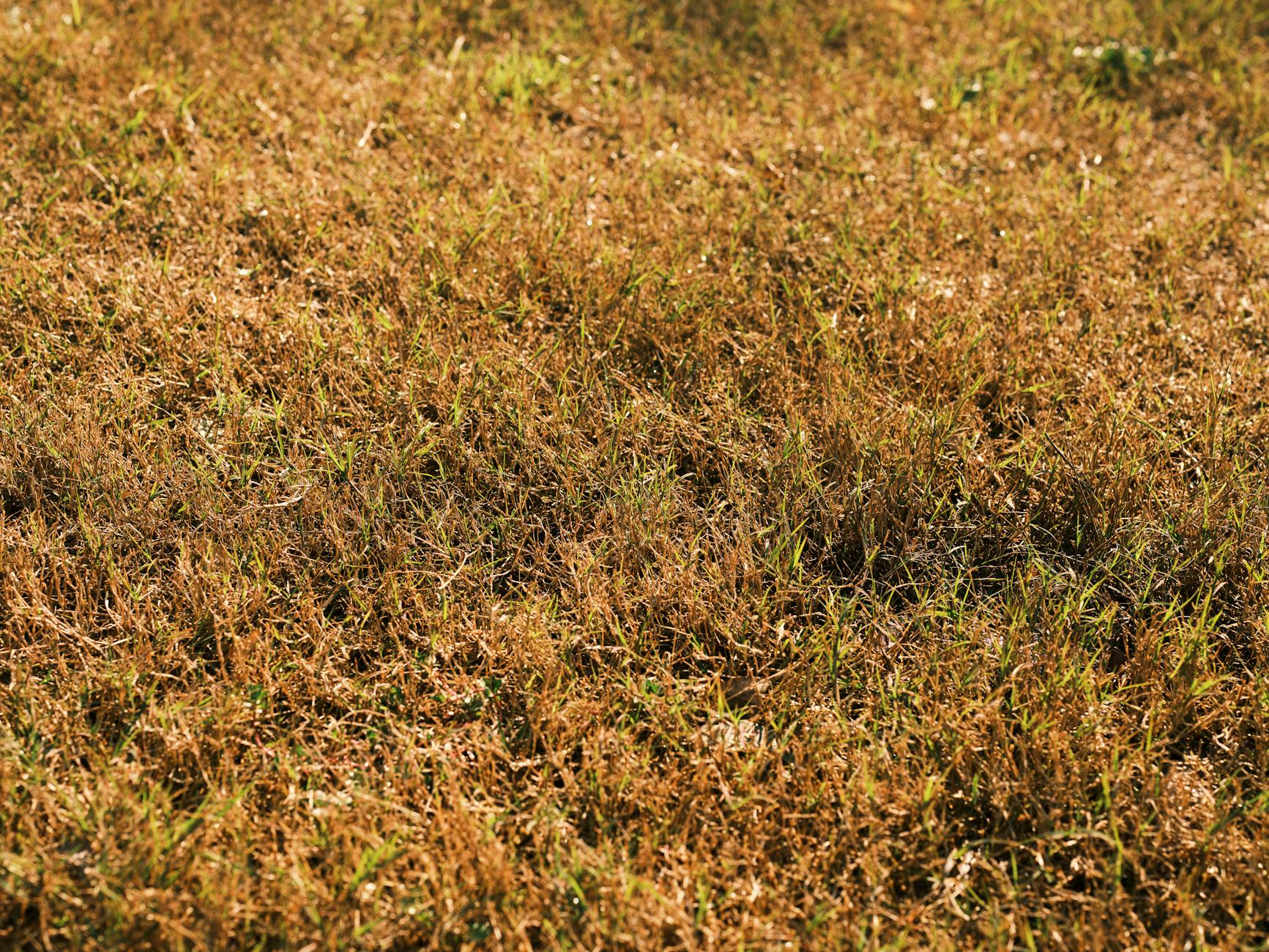 Brown patch fungal disease spreading across St. Augustine grass lawn