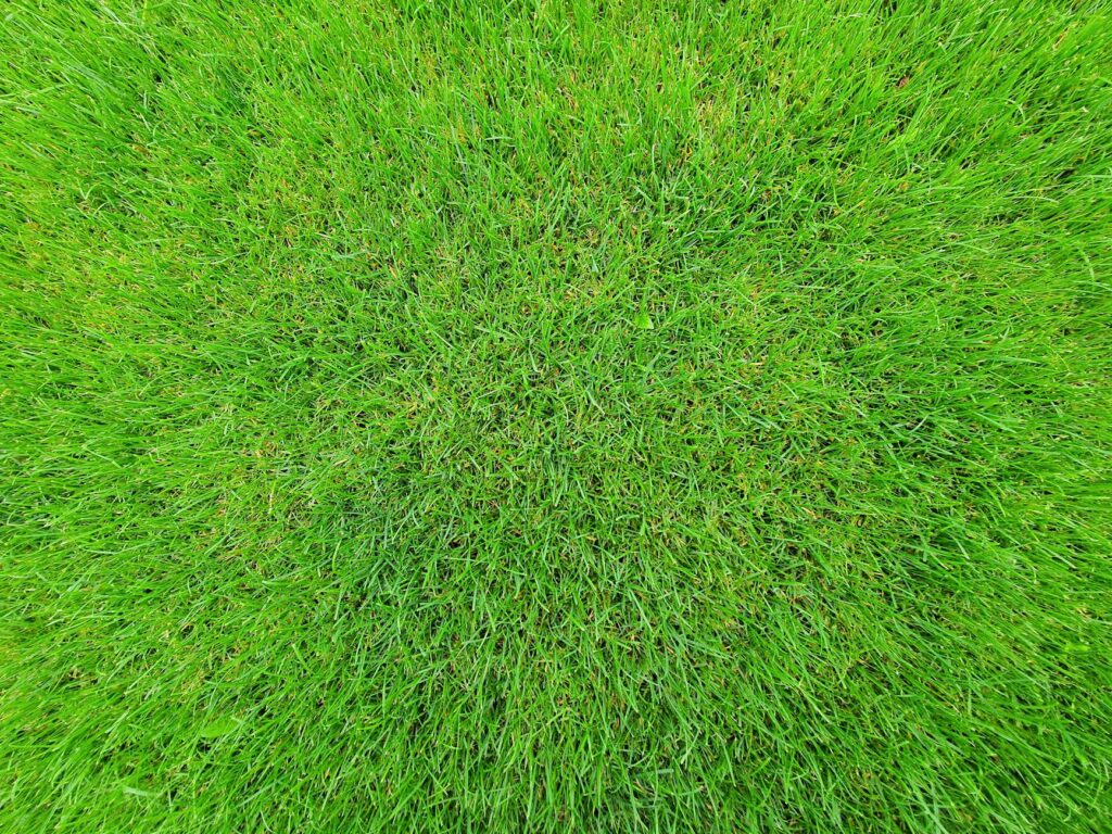 How Long Does New Sod Take to Root in Louisiana?
