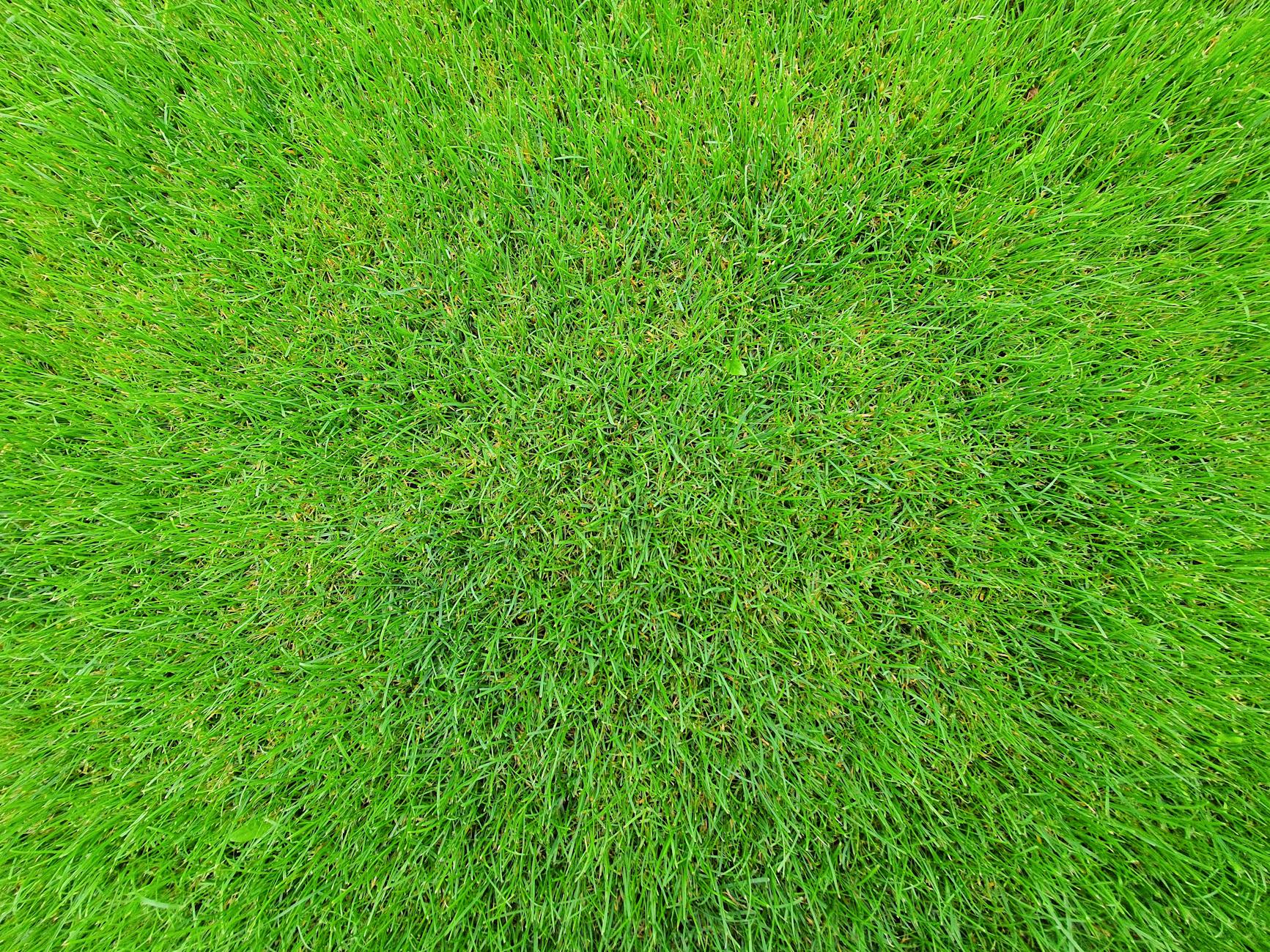 Fresh green sod installed on a New Orleans lawn in summer