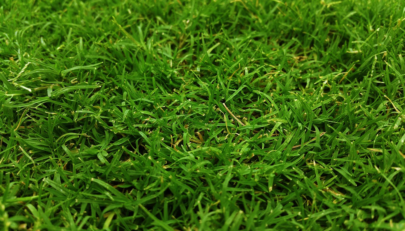 Dense green warm-season lawn grass blades thriving after spring green-up recovery close-up view