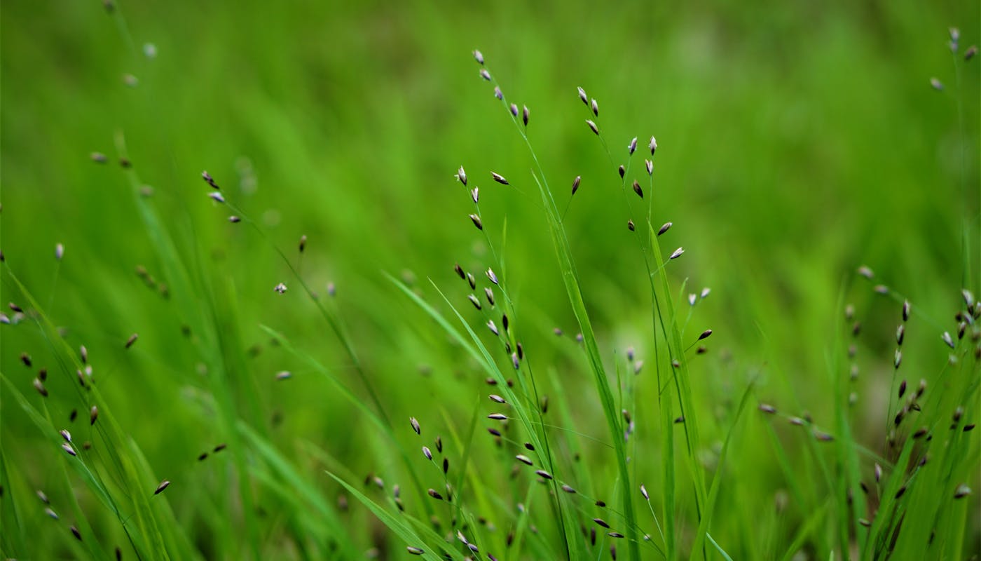 Lawn overseeding application spreading ryegrass seed over dormant warm-season grass in New Orleans yard