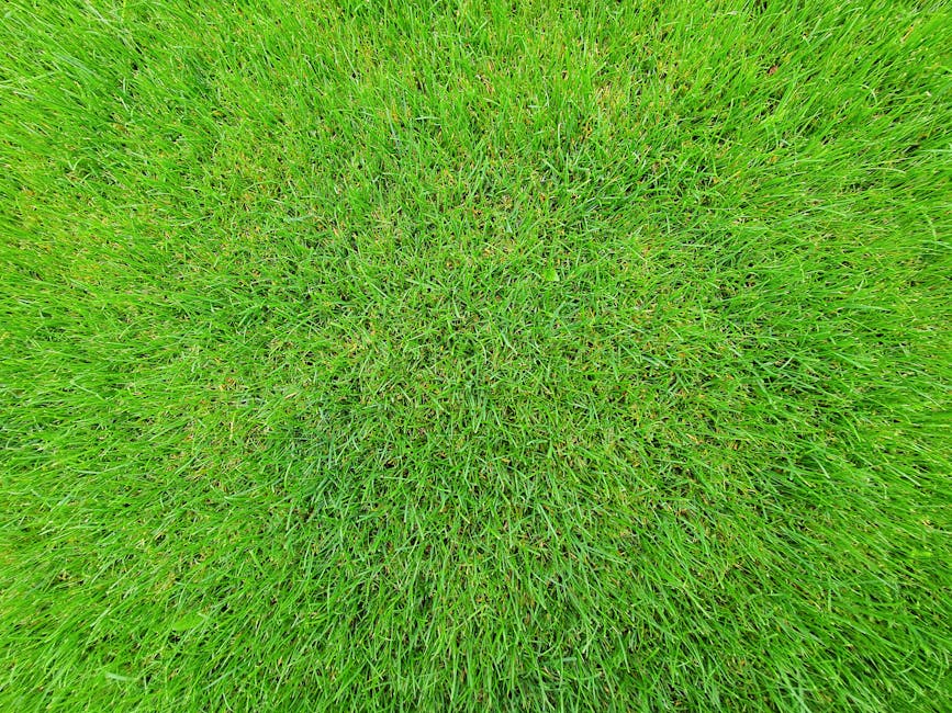 Established sod lawn with deep roots thriving in a New Orleans yard