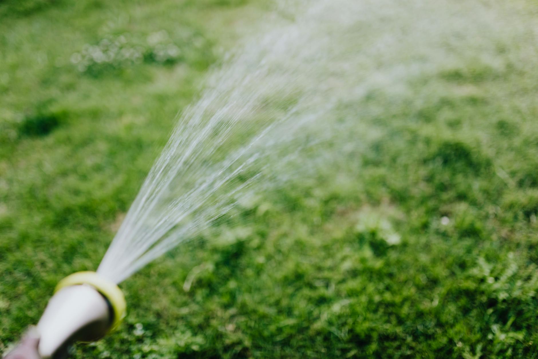 Garden hose watering new sod lawn to encourage root establishment