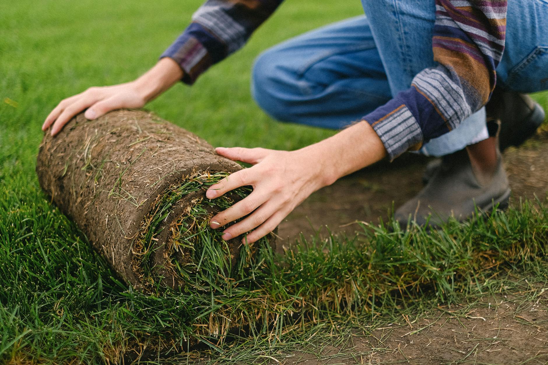 Laying fresh sod patches to repair bare and damaged areas of a lawn