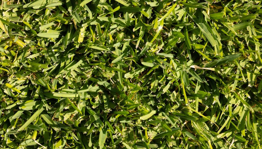 Why Is My St. Augustine Grass Dying in New Orleans and How Do I Fix It?