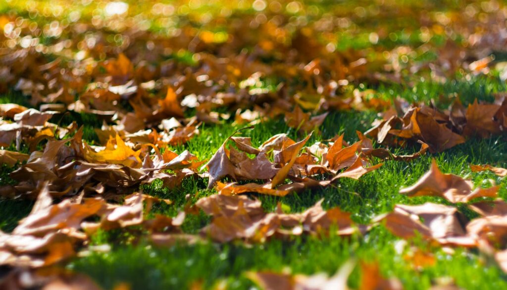 How Should You Prepare Your New Orleans Lawn for Winter?