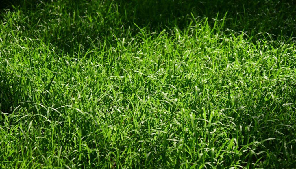 Which Type of Zoysia Grass Is Best for New Orleans Lawns?